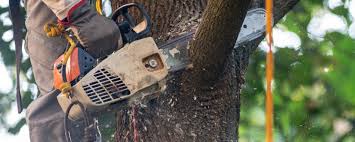 How Our Tree Care Process Works  in  Webster Groves, MO